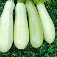 Кабачок Белоплодные 500г