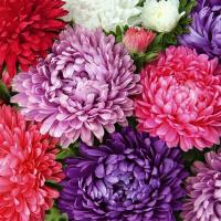 Астра Пионовидная смесь окрасок 0,2г