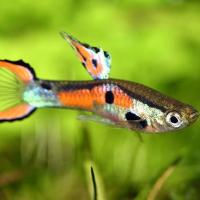 Гуппи вильчатая Венесуэлла M