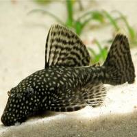 Анциструс обыкновенный M