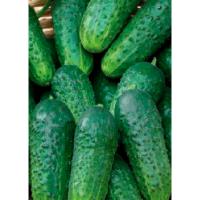 Огурец Зеленые гномики F1 100 шт