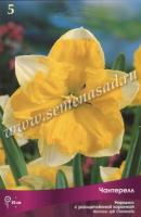 Нарцисс с Расщеплённой коронкой Чантерелл (12/14) 5шт.