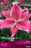 Лилия Восточная Зорро (14/16) 2 шт