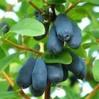 Саженцы Жимолость съедобная Блю Стар 820570