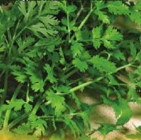 Кориандр Санто 20г