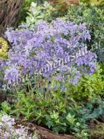 Флокс растопыренный Клаудз ов Перфюм (I) 1шт 