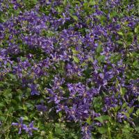 Клематис Сизая Птица