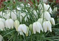 Рябчик Шахматный Альба