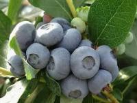 Голубика Мидер