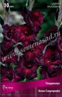 Гладиолус Крупноцветковый Блэк Сюрпрайз (10/12) 10 шт 