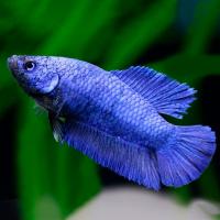 Петушок коронохвостый (Betta splendens CT)