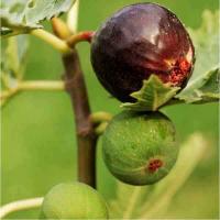 Инжир Айс Кристал