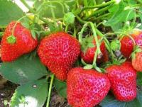 Земляника Елизавета 2