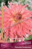 Георгина декоративная Пеннхилл Уотермелон (I) 1 шт