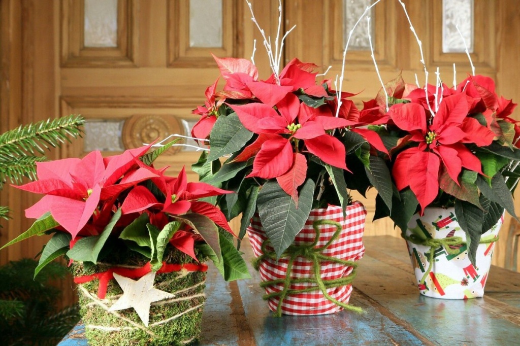 рождественская звезда