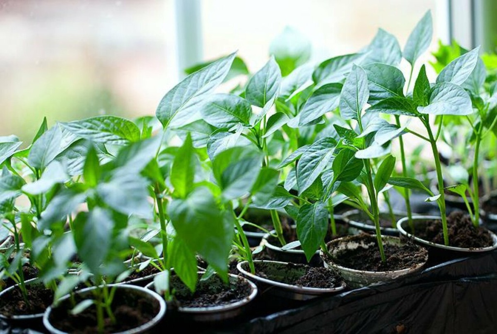 выращивание рассады