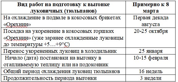 выгонка тюльпанов