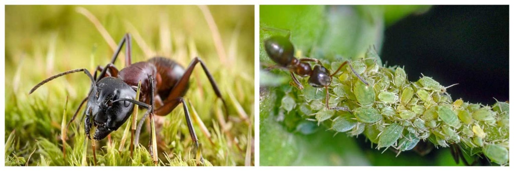 муравей-и-тля.jpg муравей-и-тля.jpg