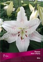 Лилия ЛОО-Гибрид Игл (12-14) 2 шт 737240 Лилия ЛОО-Гибрид Игл (12-14) 2 шт 737240