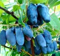 НоменклатураПрисоединенныеФайлы НоменклатураПрисоединенныеФайлы