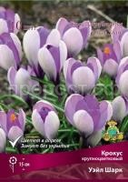 krokus_krupnocvet_wale_shark_kaper krokus_krupnocvet_wale_shark_kaper