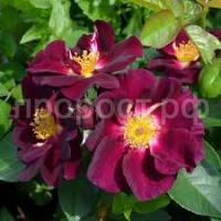 Без названия