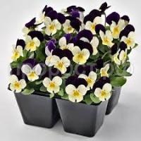 Без названия (1)