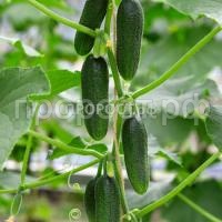 Огурец Бьерн F1