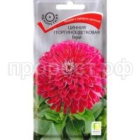 цинния бордо цинния бордо