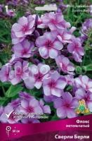 Флокс метельчатый Сверли Берли