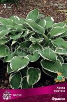 Хоста Форчуна Франсе Хоста Форчуна Франсе