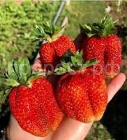 Без названия Без названия