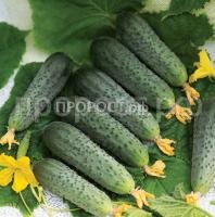 Огурец Форсаж F1