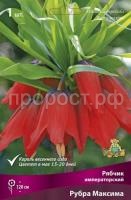 ryabchik_impera_rubra_maxima_kaper