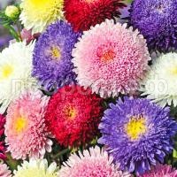 astra-printsessa astra-printsessa