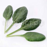 Шпинат Матадор