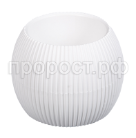 Агава белый