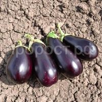 С130766_0 С130766_0