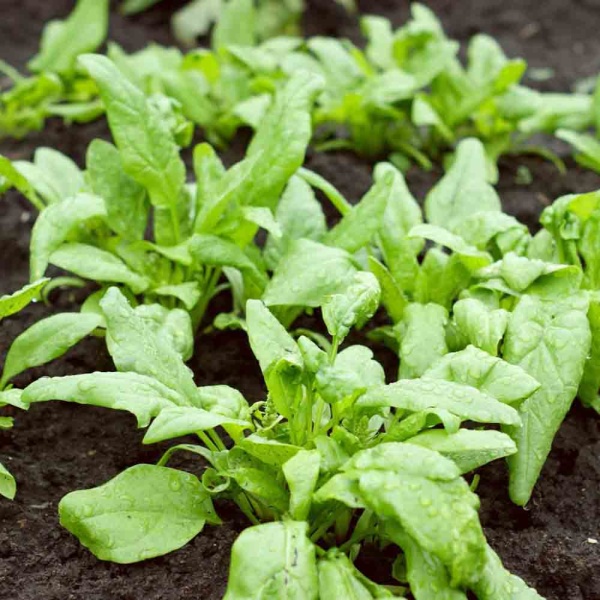 Шпинат Жирнолистный 3г