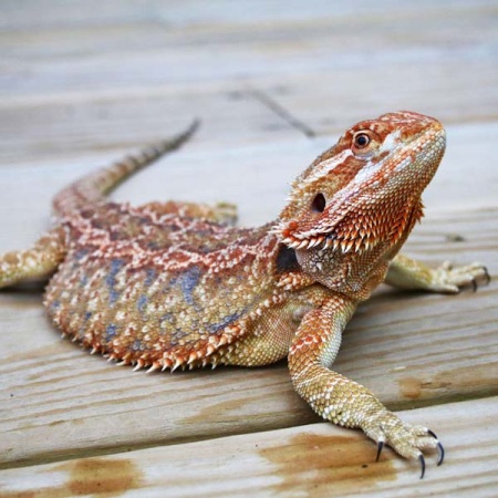 Бородатая агама (Pogona vitticeps)