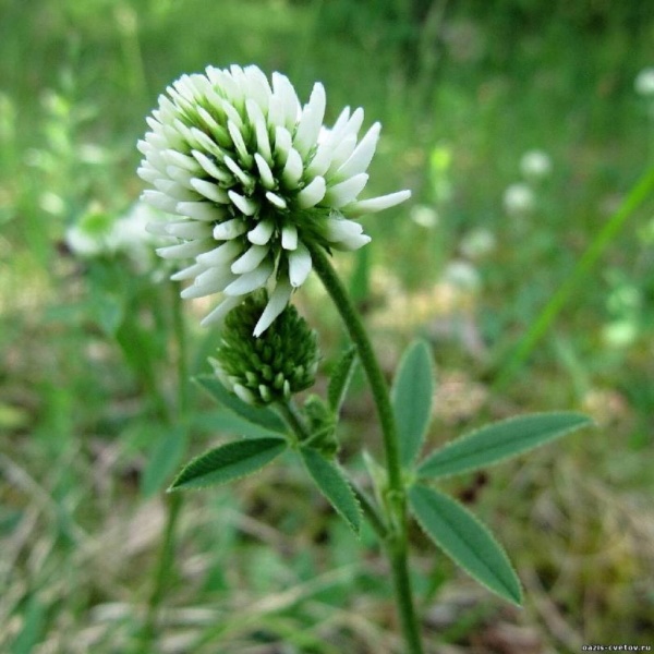 Семена клевера ползучего белого 1 кг